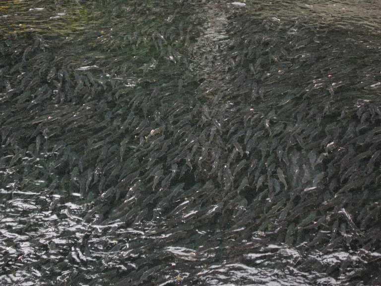 Salmon, salmon, salmon,...