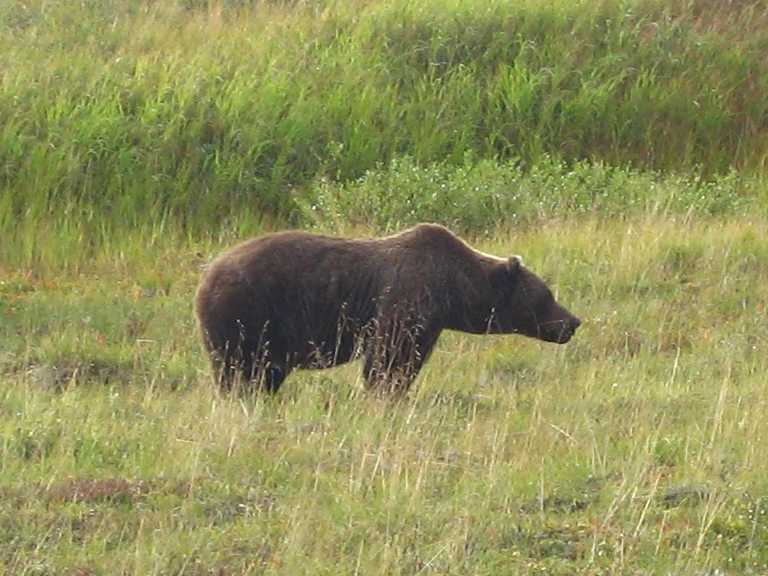 bear