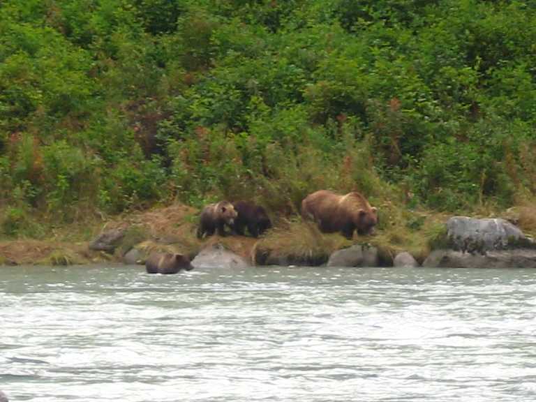 with three cubs