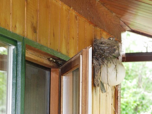 vogels