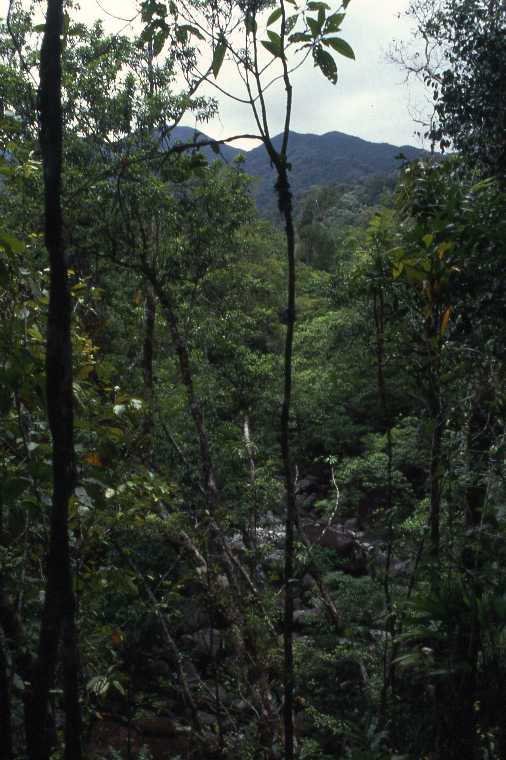 regenwoud Daintree NP
