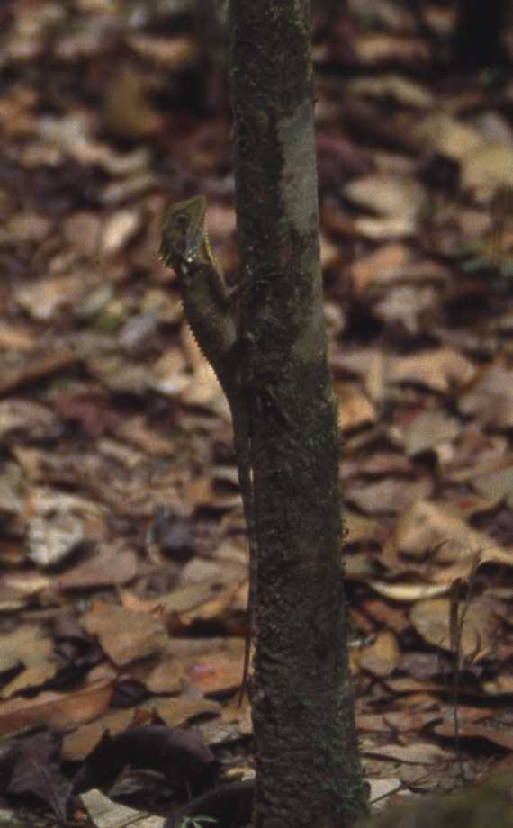 lizard