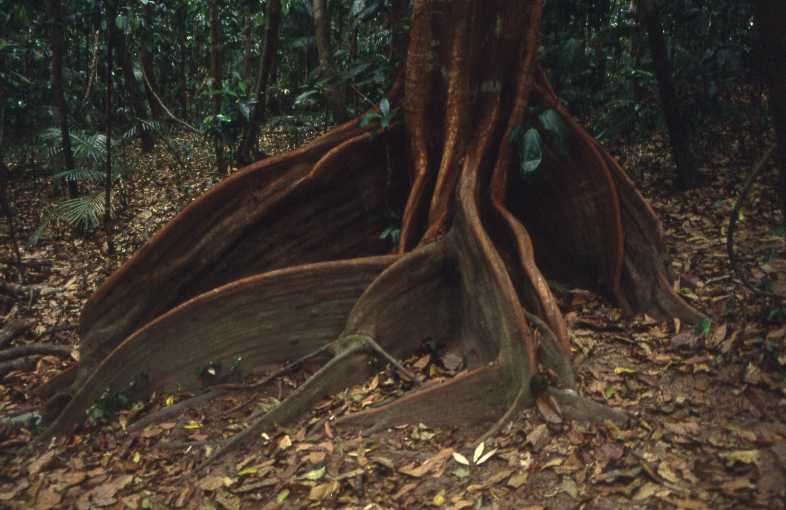 vijgenboom