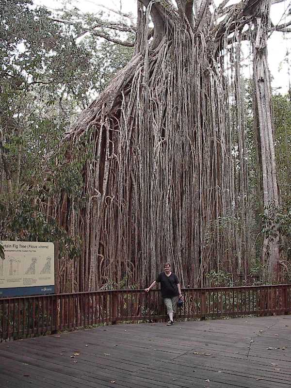 fig tree