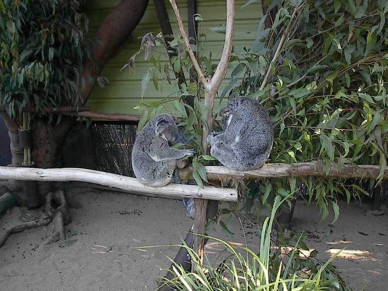Koala's in Brisbane