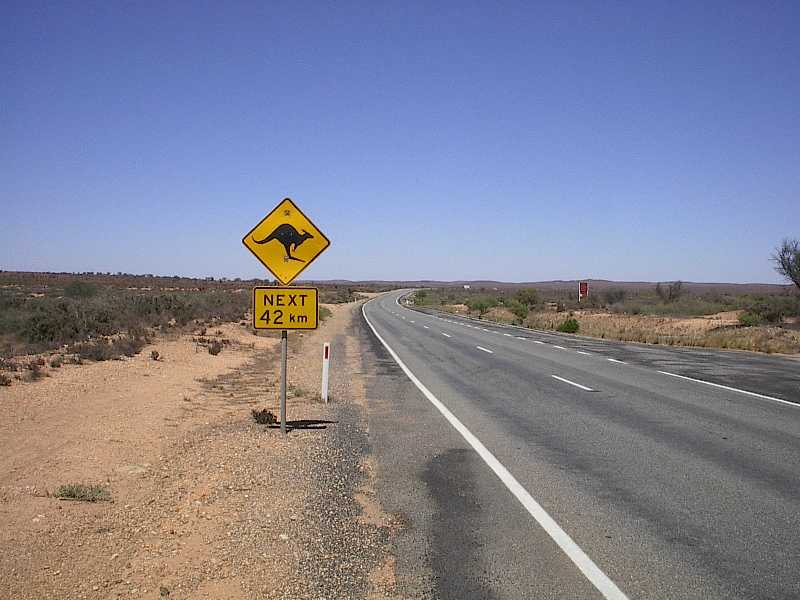 watch for kangaroos