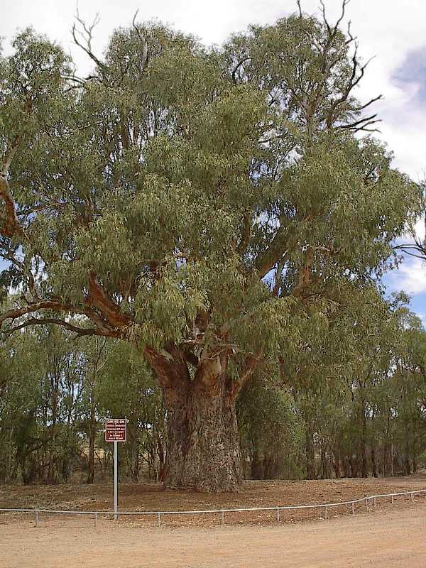 reuze eucalyptus