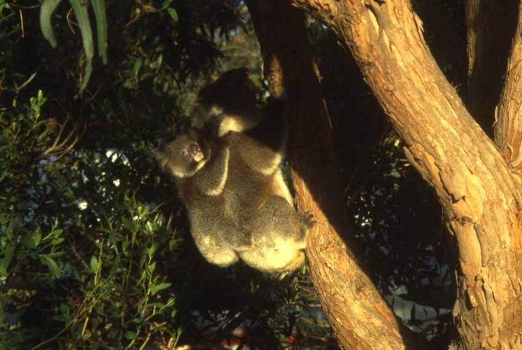 koala in de boom