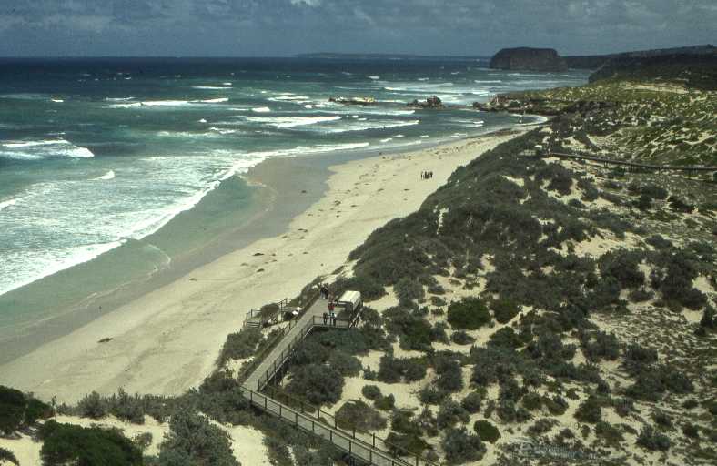 zeehonden strand